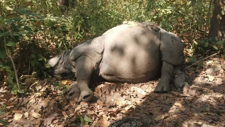 चितवन राष्ट्रिय निकुञ्जमा गोली लागेर गैँडाको मृत्यु